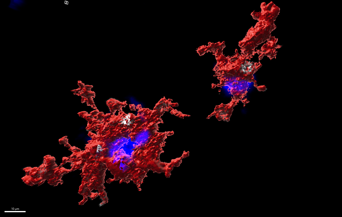 3D image of a protein molecule