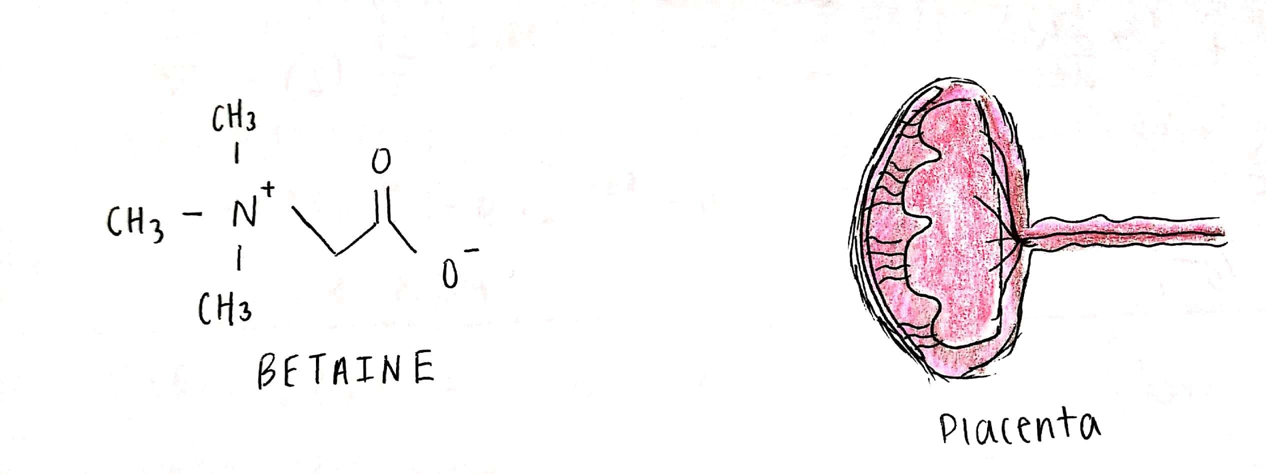 Betaine molecule + placenta cartoon